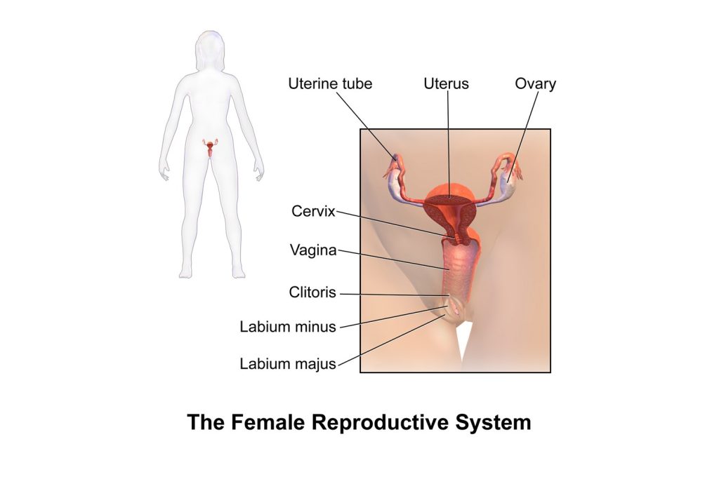Vaginoplasty diagram